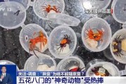无为@铲屎官们 养“异宠”或危害国家安全 这些行为违法了