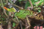 无为云南南滚河保护区首次发现红唇棘蜥
