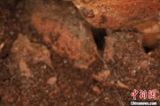 无为江西发现蜘蛛新物种 为研究呵叻蛛属适应区域提供依据