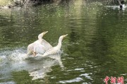 无为吉林：罕见白鸬鹚连续两年“故地重游”