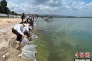 无为云南江川举行增殖放流活动 逾54万尾鱼游入星云湖